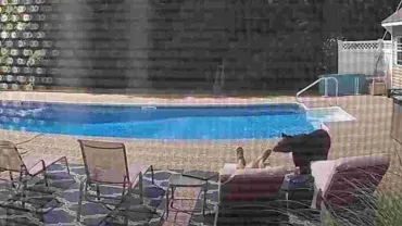 Black Bear near Pool