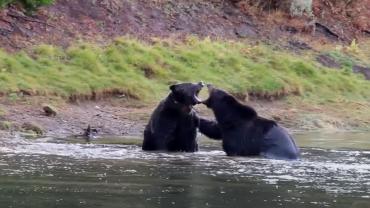 Grizzly fight over elk