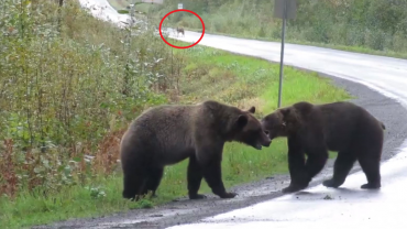 Bears fight with wolf in background