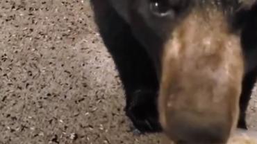 Hand-feeding bear