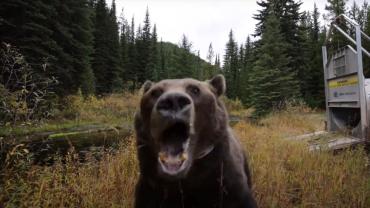 Pissed-off bear