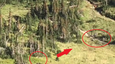 Bear running towards hikers