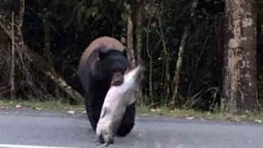 Bear with salmon crossing road