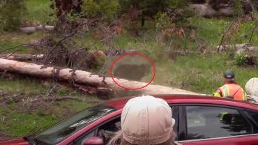 Park ranger using bear spray