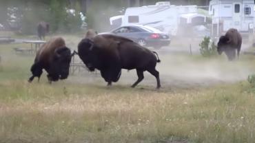 Battling bison in campsite