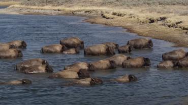 Bison rut