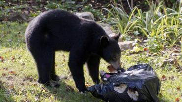 Black bear in garbage