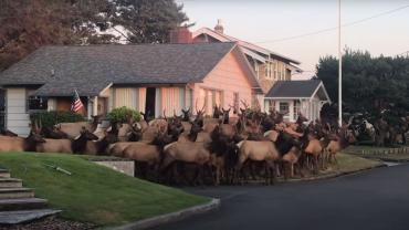 Elk herd in neighborhood