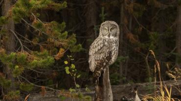 Great Gray Owl