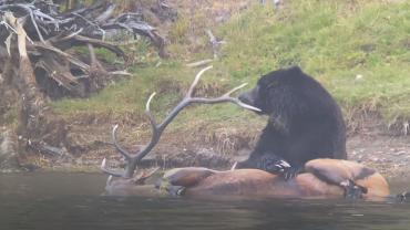 Grizzly eats elk