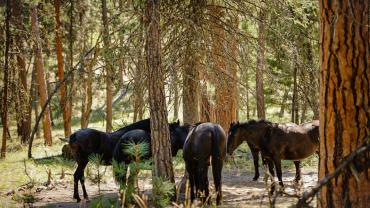 Wild Horse Island horses