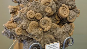 Fossil seashells