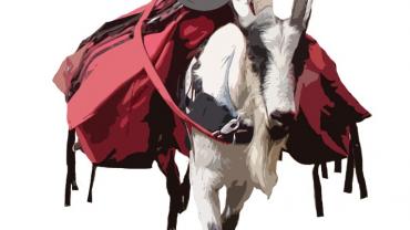 Pack goat illustration