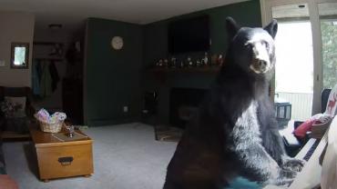 Bear "playing" piano