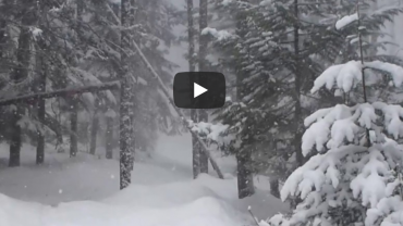 Watch mother moose and 2 calves get through the snow