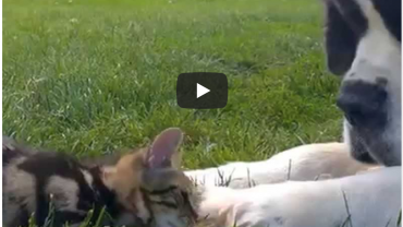 Watch a St. Bernard play with a kitten