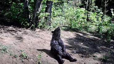 Shower Loving Bear