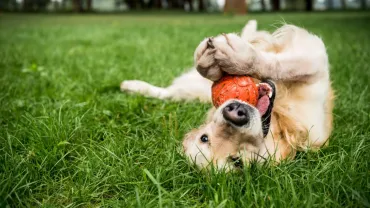Playful golden retriever 