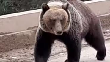 Grizzly bear approaching on bridge