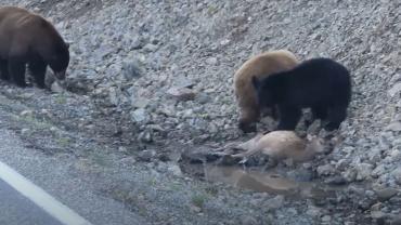 Bear cubs eat elk calf