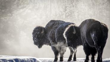 Snow bison at Yellowstone