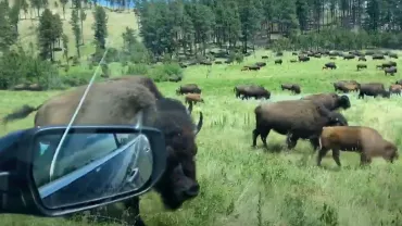 Adrift in a sea of bison