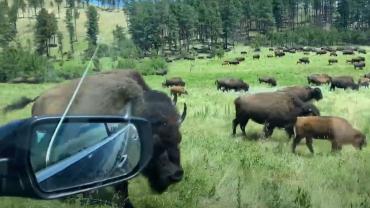 Adrift in a sea of bison