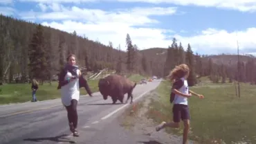 Bison charges Yellowstone tourists