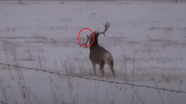 Drop tine buck