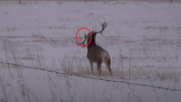 Drop tine buck