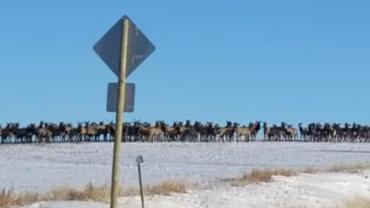 Elk crossing road