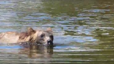 Grizzly bear swimming in Glacier