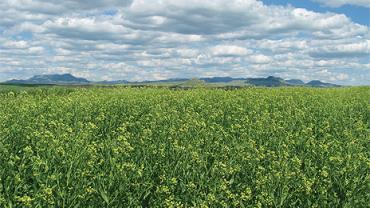 camelina