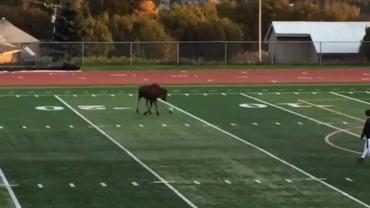 Moose playing soccer