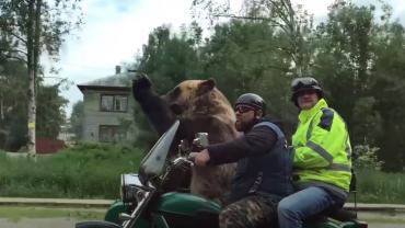 Russian bear says hi to traffic