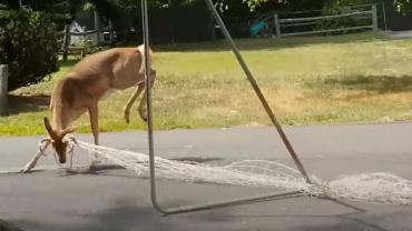 Soccer deer