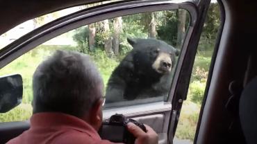 Bear opens car door