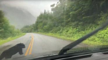 Bear crosses road