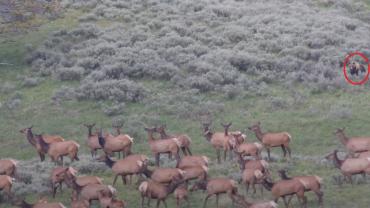 Bear with elk herd