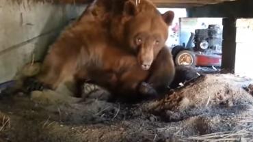 Gigantic bear under porch