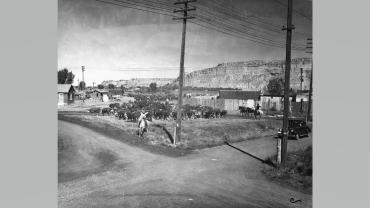 Cattle drive at South 27th Street and 10th Avenue, circa 1939.