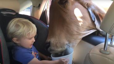 Kid feeds cow