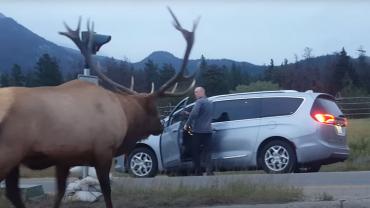 Elk versus photographer