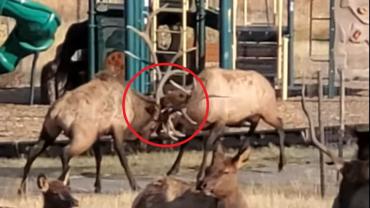 Elk battle in playground