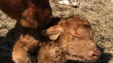 Heifer born with heart in neck