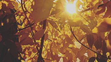 Sun through Autumn leaves