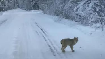 Bobcat in the road