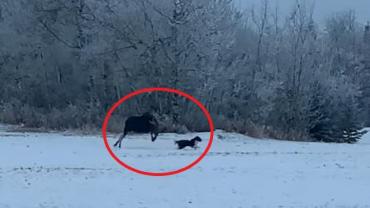 Moose chasing dog