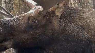 Moose up close