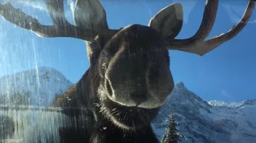 Moose licks car